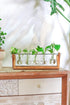 Glass Planter Bulb Vase with Retro Solid Wooden Stand and Metal Swivel Holder for Hydroponics Plants